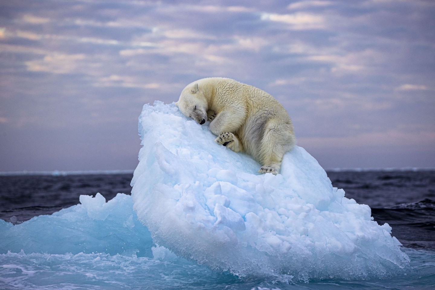 Da muss man schon Eisbär sein, um hier im norwegischen Svalbard-Archipel so gemütlich schlummern zu können. Das Foto von Nima Saikhani hat den Publikumspreis des Wettbewerbs «Wildlife Ph...
