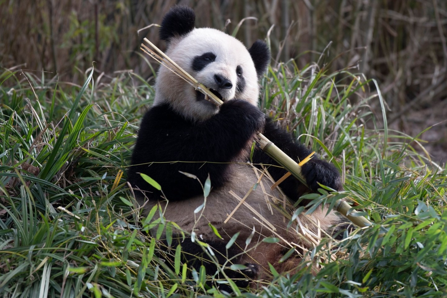 Pandaweibchen Meng Meng lässt es sich im Zoo Berlin schmecken.