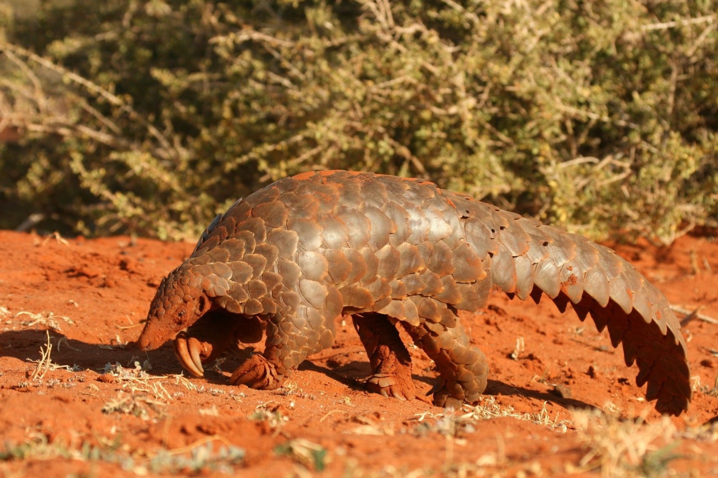 «Artischocke mit Schwanz»: Ein Pangolin im Tswalu Naturreservat in Südafrikas Kalahari-Halbwüste.