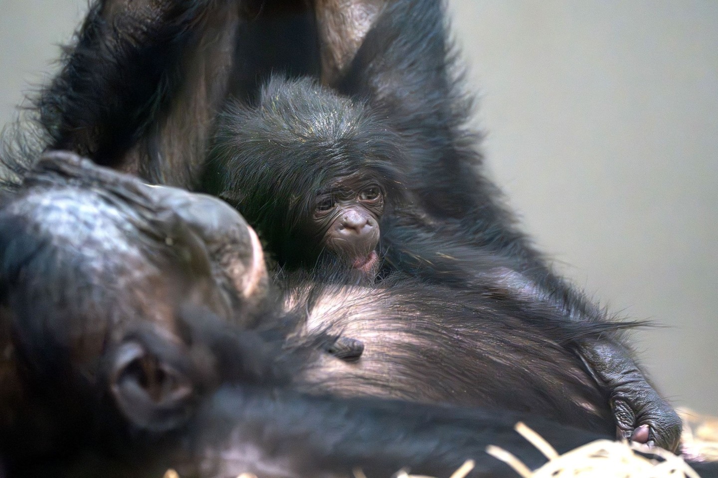 Das kleine Baby-Äffchen kuschelt sich an seine Mutter Chipita.