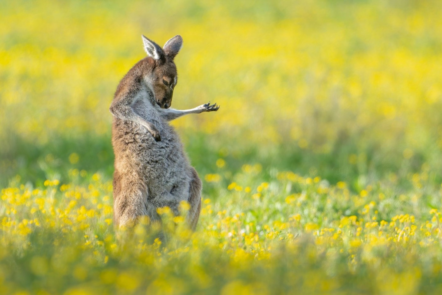 Rock The House: «Air Guitar Roo» von Jason Moore.