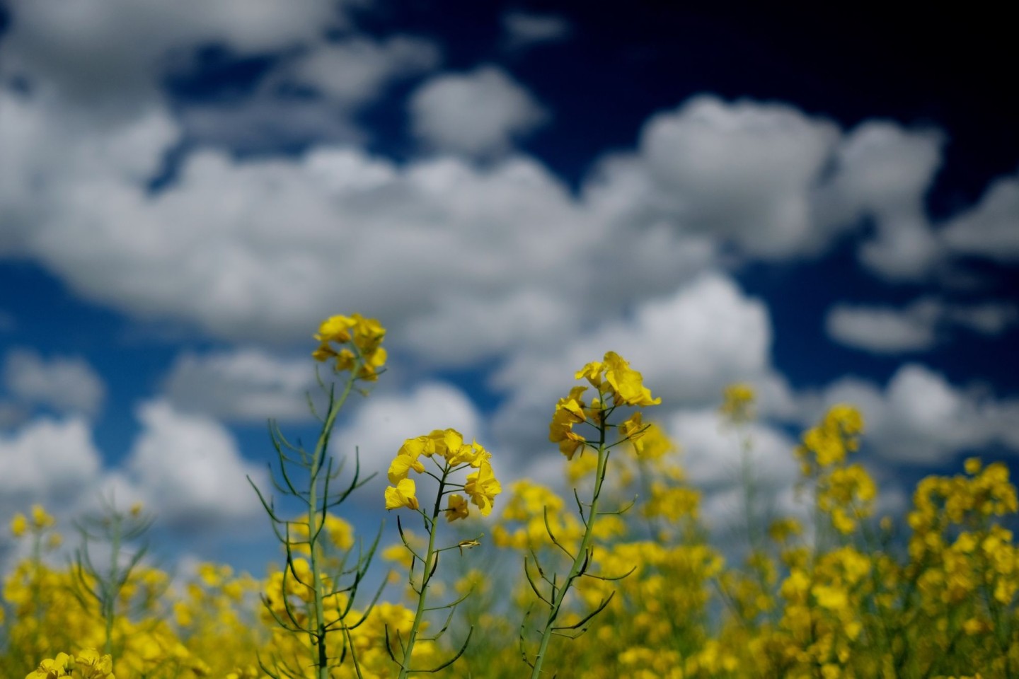 Raps blüht auf einem Feld in Nordsachsen.