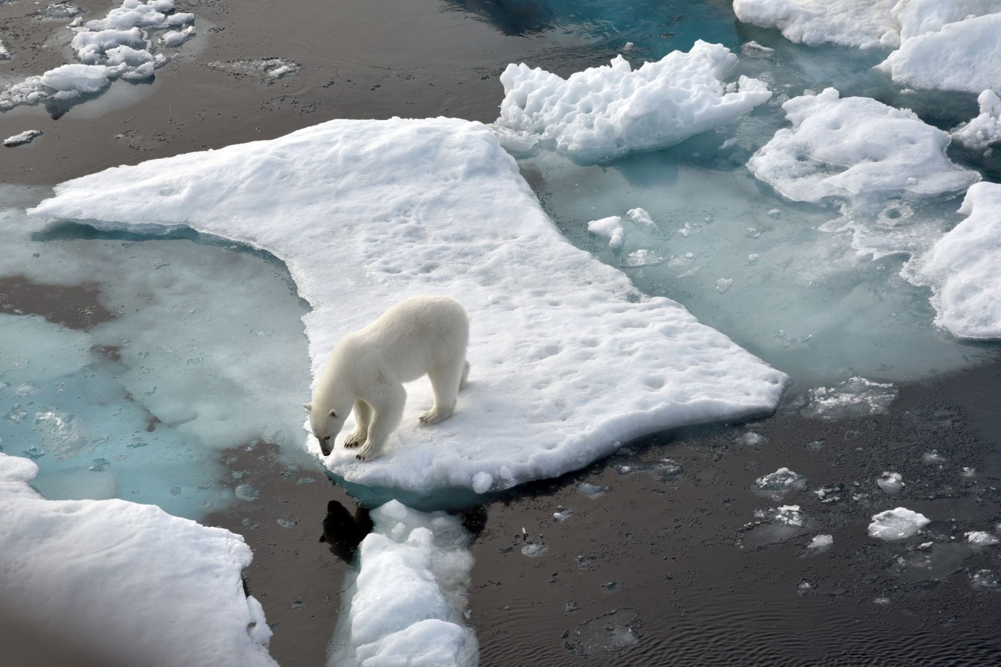 Ein Eisbär hat auf Grönland einen Deutschen angegriffen. Archivbild