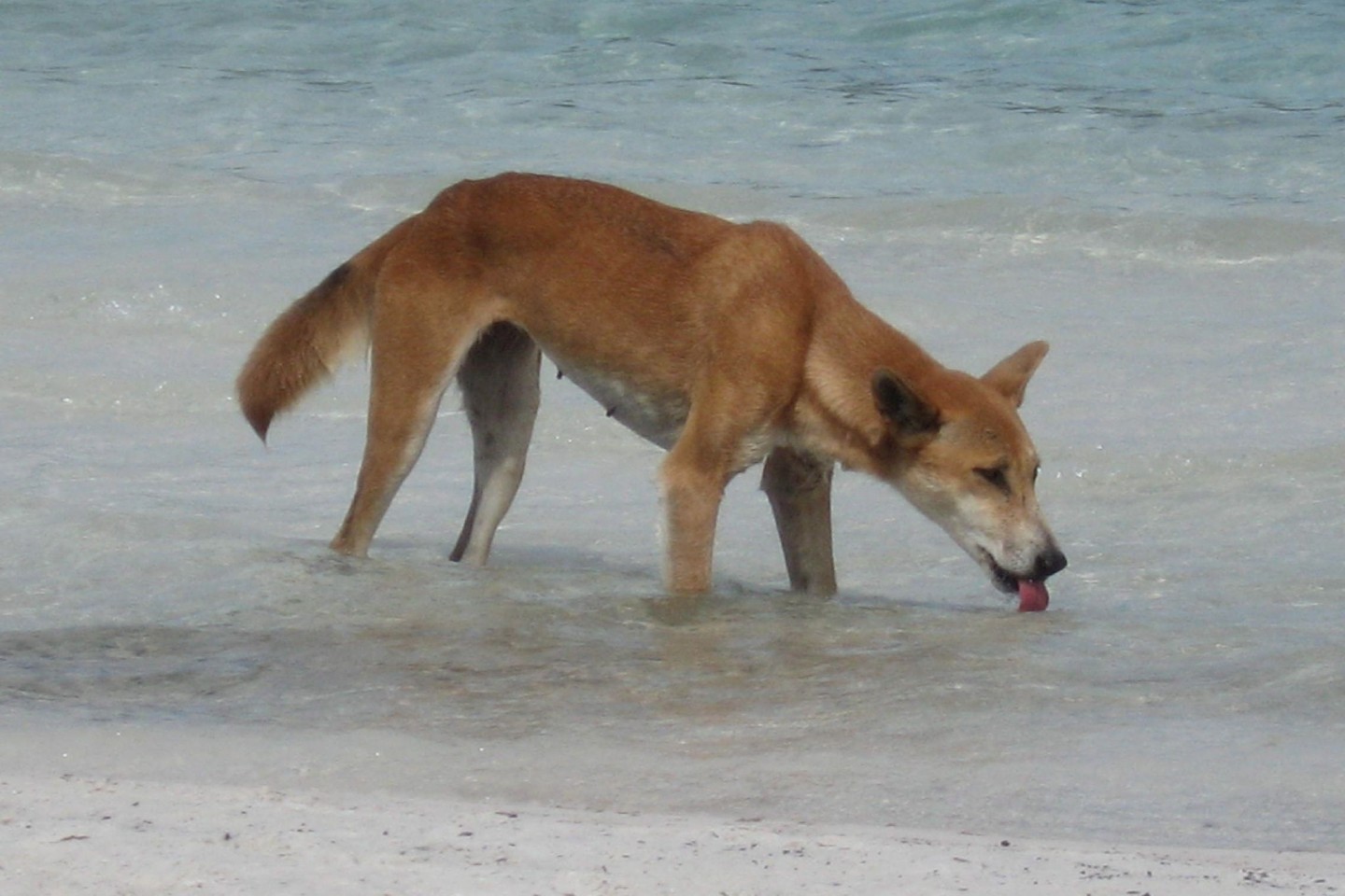 Immer wieder kommt es auf K'gari zu Zwischenfällen mit Dingos.