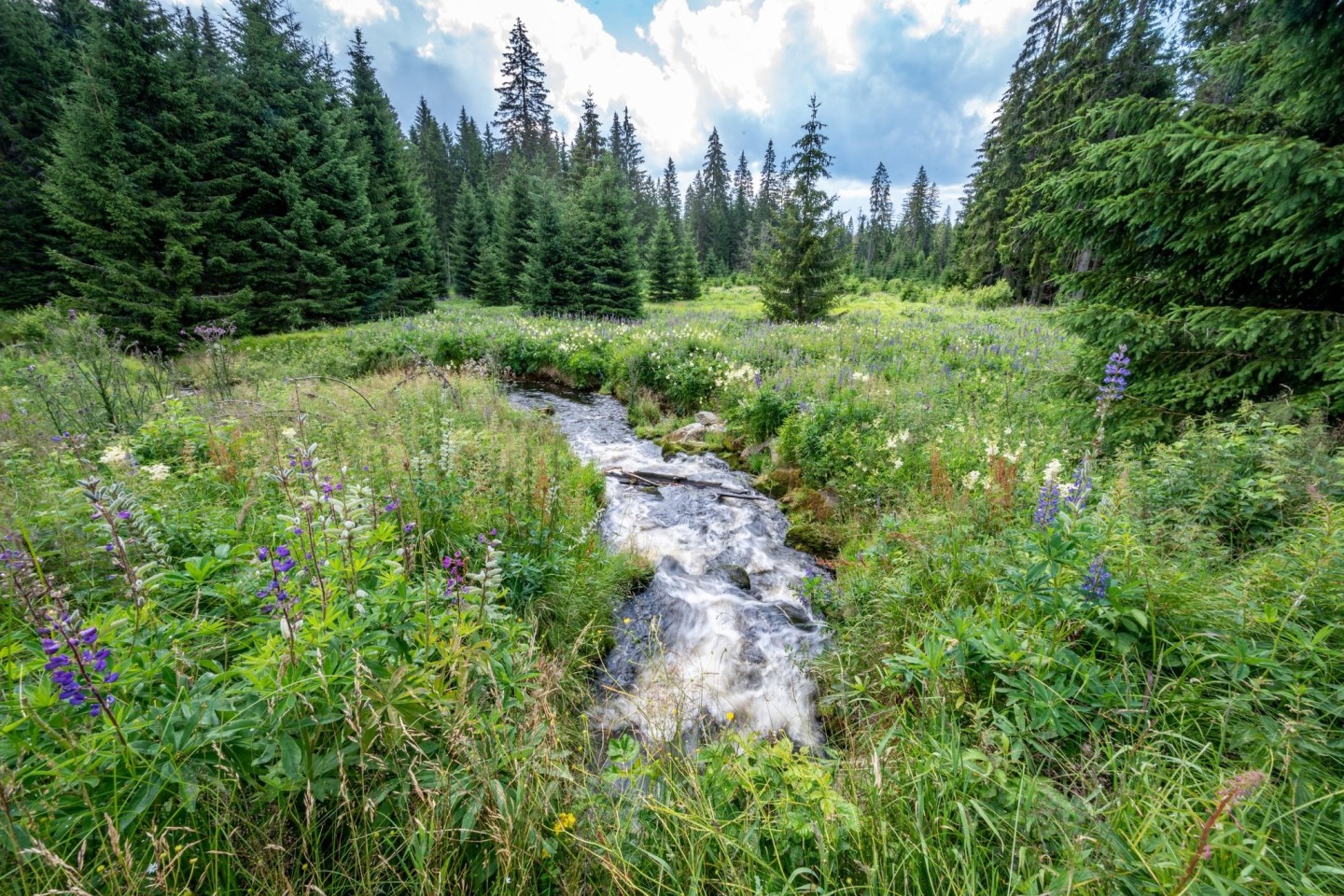 Zu den strengen Naturschutzgebieten gehört in Deutschland unter anderem der Nationalpark Bayerischer Wald.