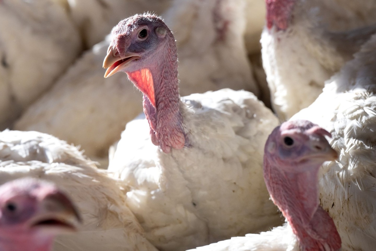 14 Wochen alte Puten stehen in einem Stall. Die Vogelgrippe ist in den vergangenen Tagen in mehreren deutschen Geflügelhöfen ausgebrochen.