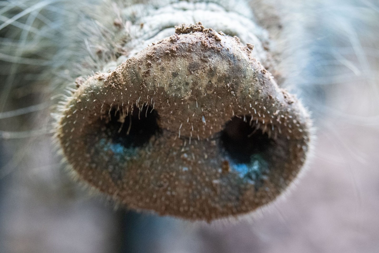 Für Menschen und andere Tierarten ist die Viruserkrankung ungefährlich - bei Haus- und Wildschweinen dagegen unheilbar und verläuft fast immer tödlich.