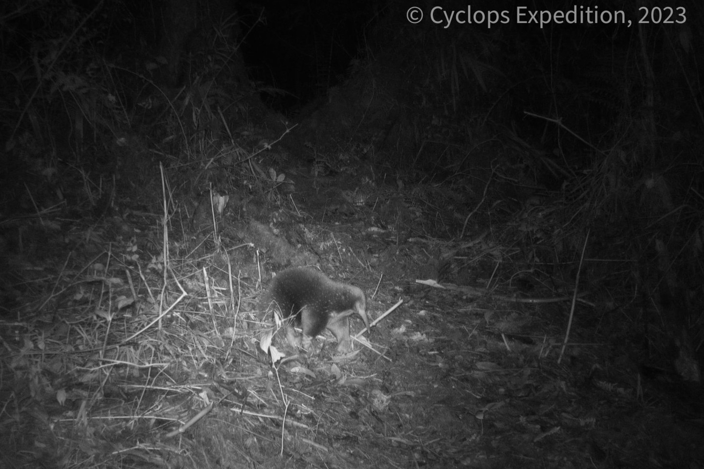 Ein Attenborough-Langschnabeligel ist in den Zyklopenbergen der indonesischen Provinz Papua vor die Linse einer Kamera gelaufen.