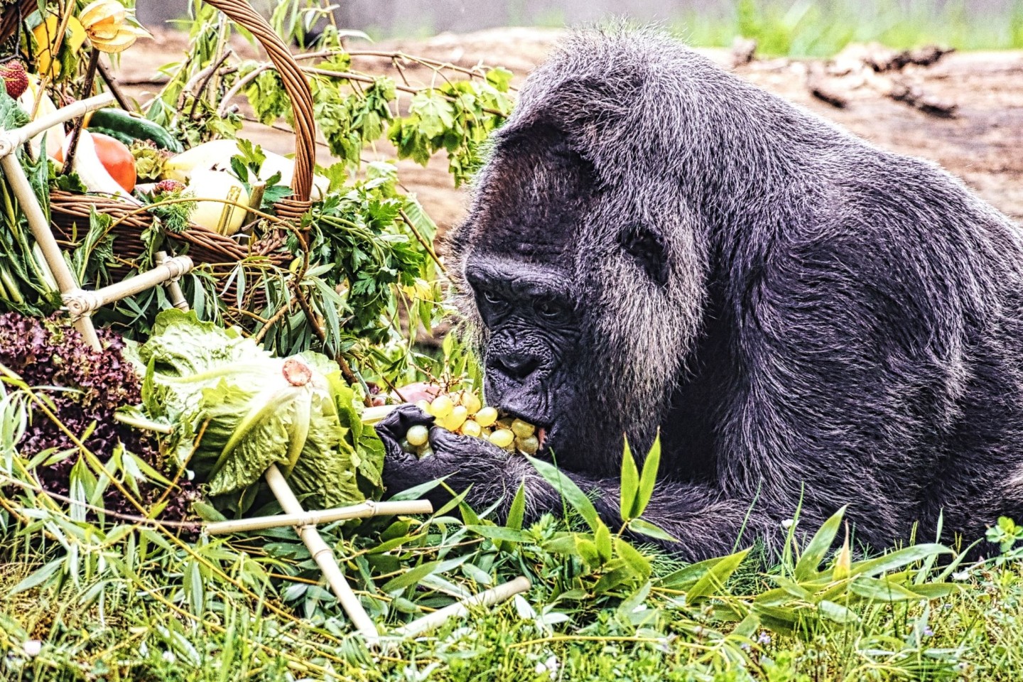 Gorilla Fatou feiert ihren 67. Geburtstag im Zoo Berlin.