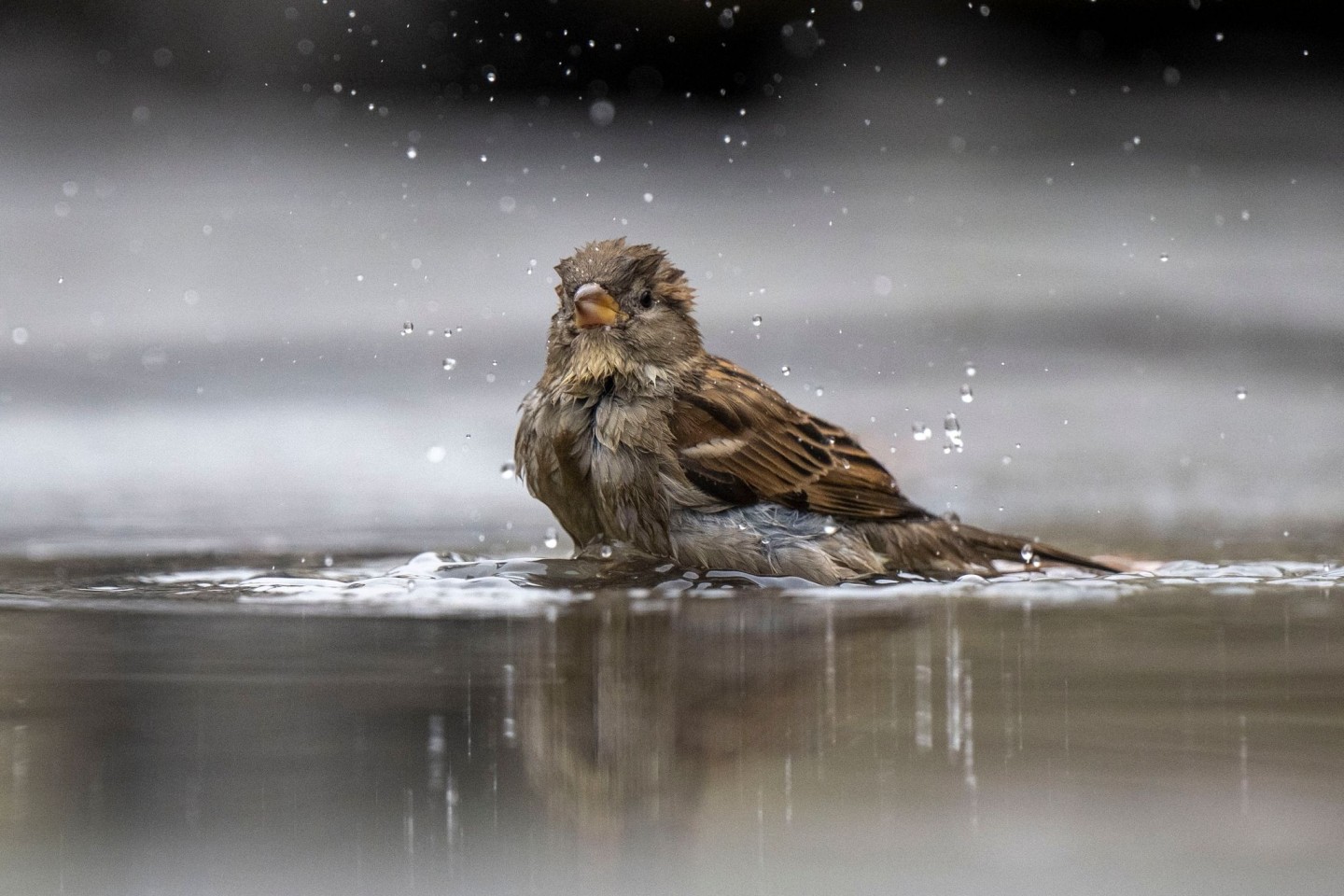 Ein Haussperling, auch Spatz genannt, badet in einer Pfütze.