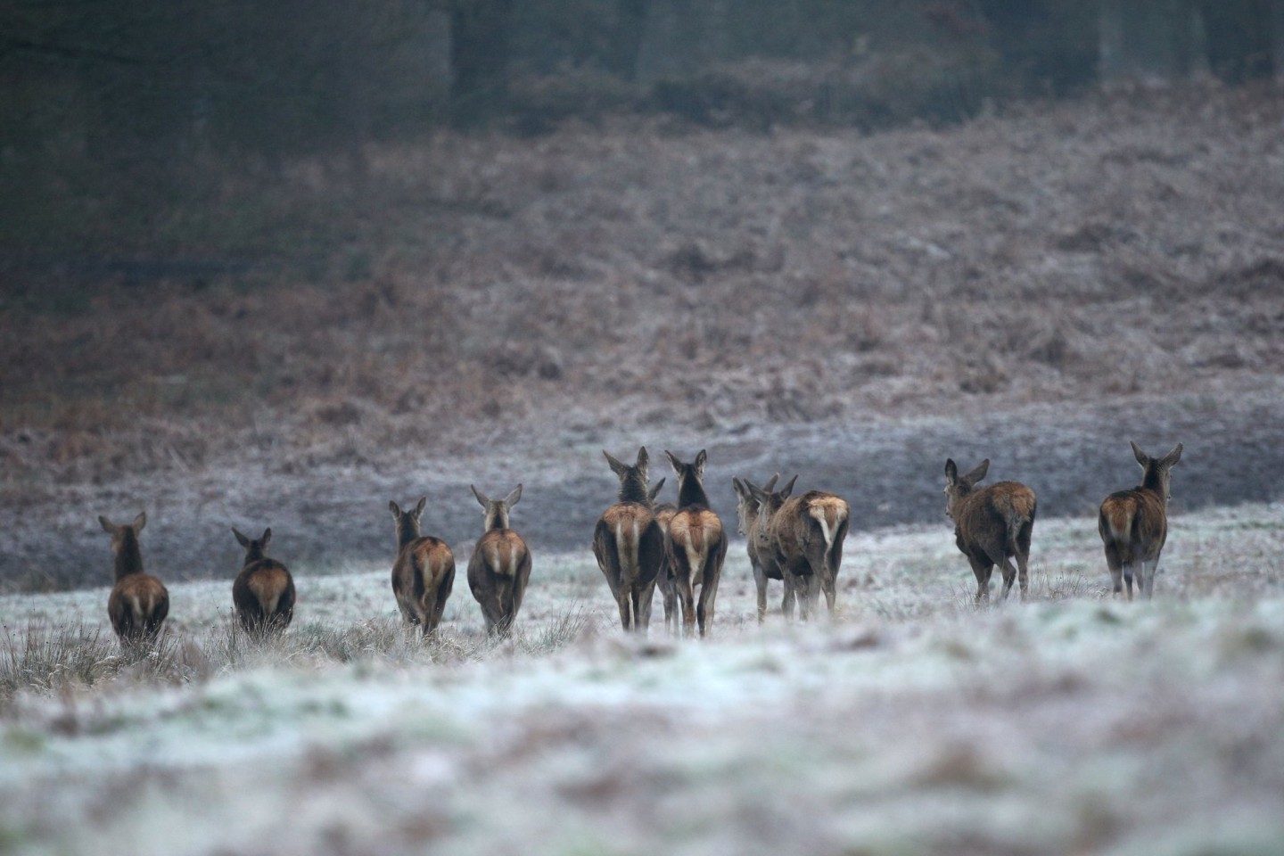 Rehe auf einem frostbedeckten Feld im Richmond Park in London.