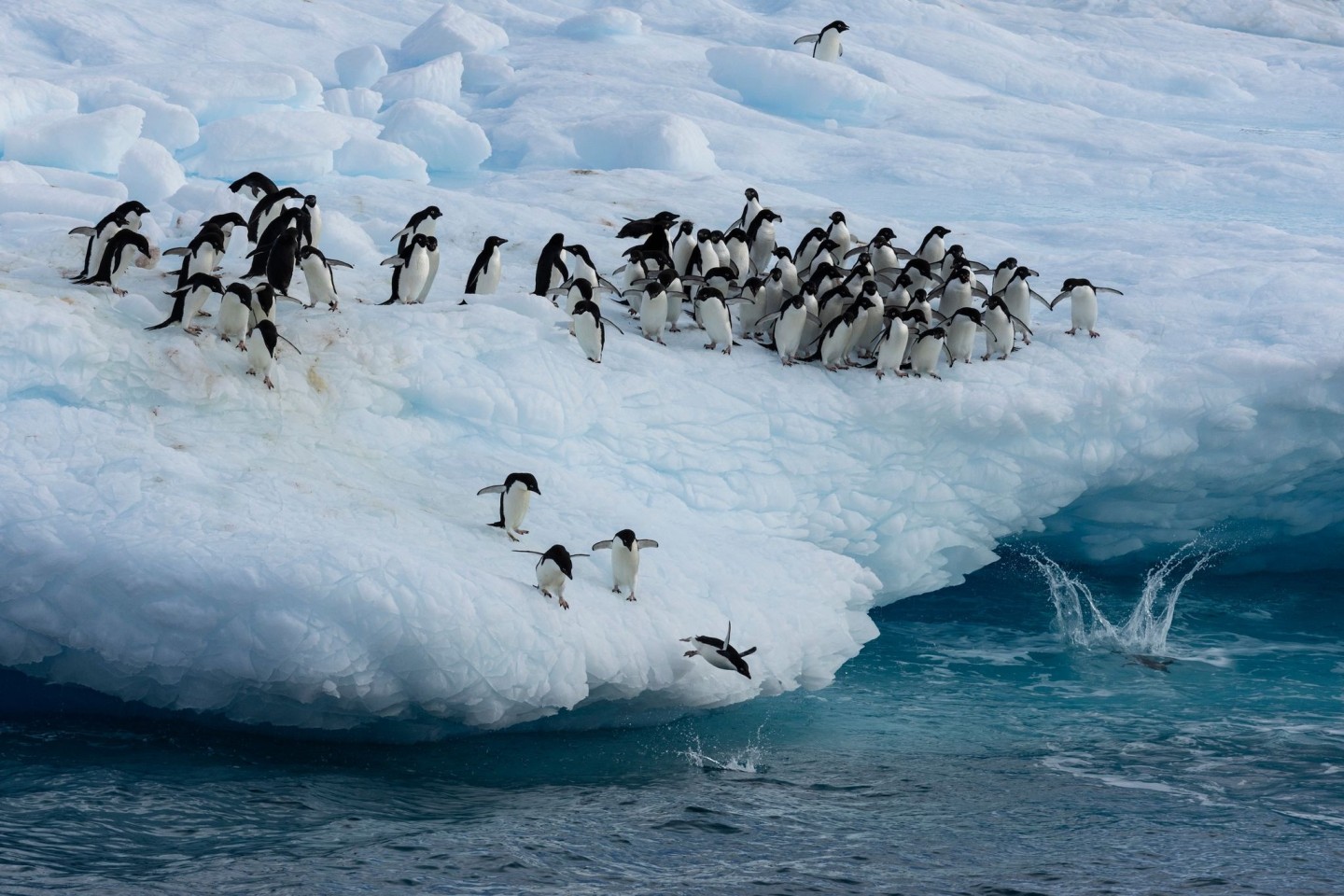 Kaiserpinguine im Weddellmeer.