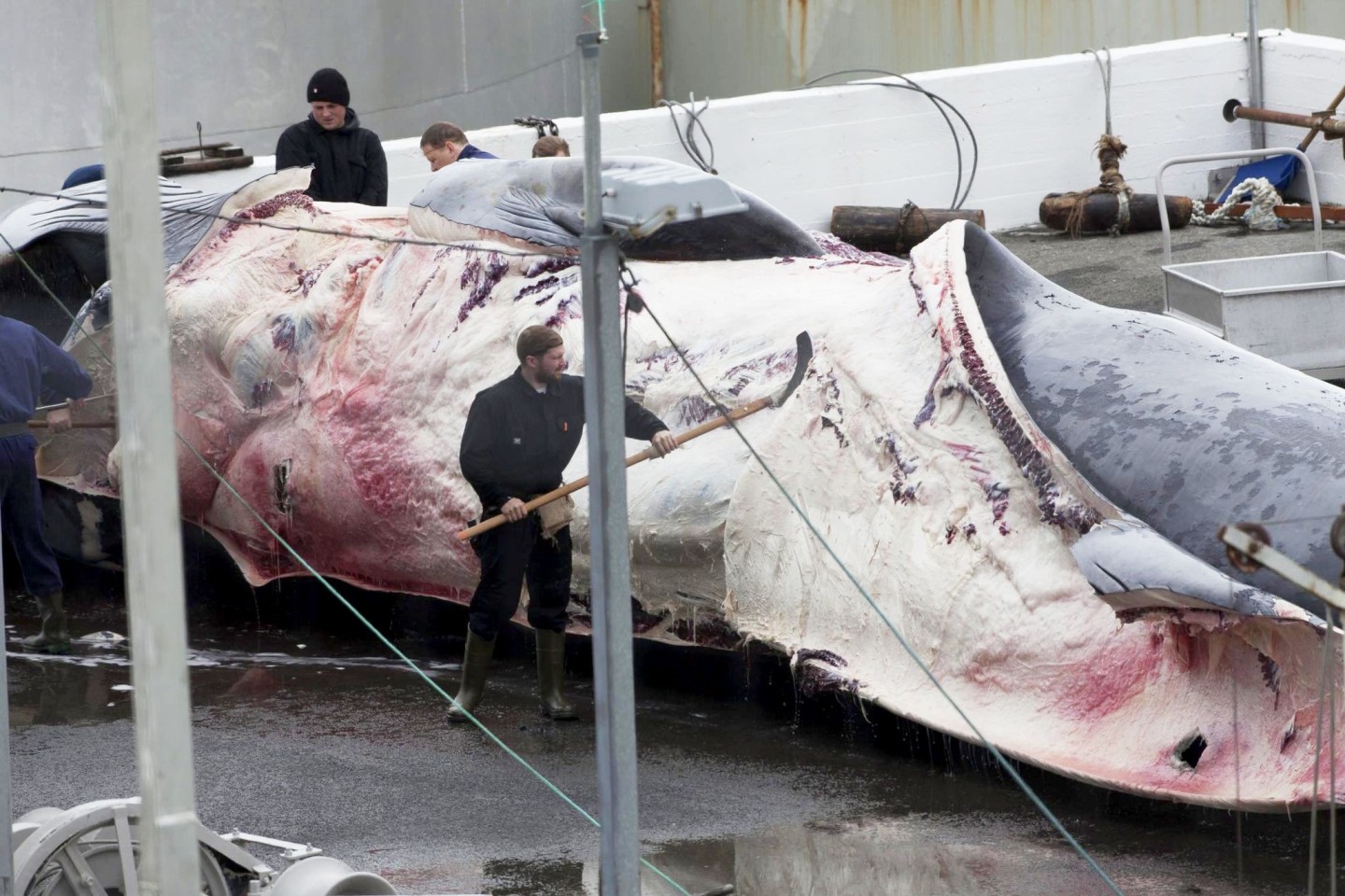 Dieser Finnwal wurde in Island gefangen. Auch Japan jagt wieder Finnwale.