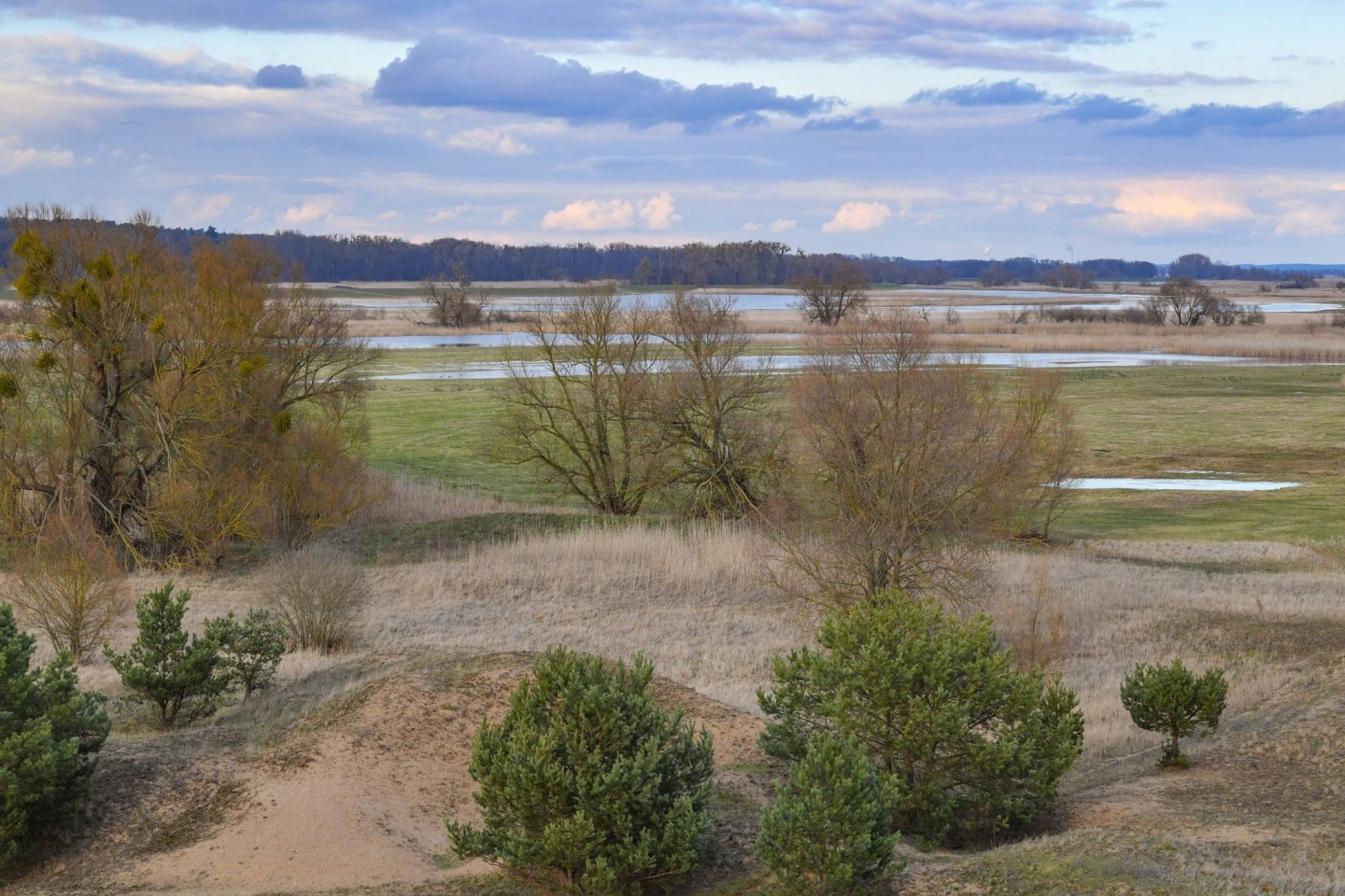 Blick auf den Nationalpark Unteres Odertal am deutsch-polnischen Grenzfluss Oder.