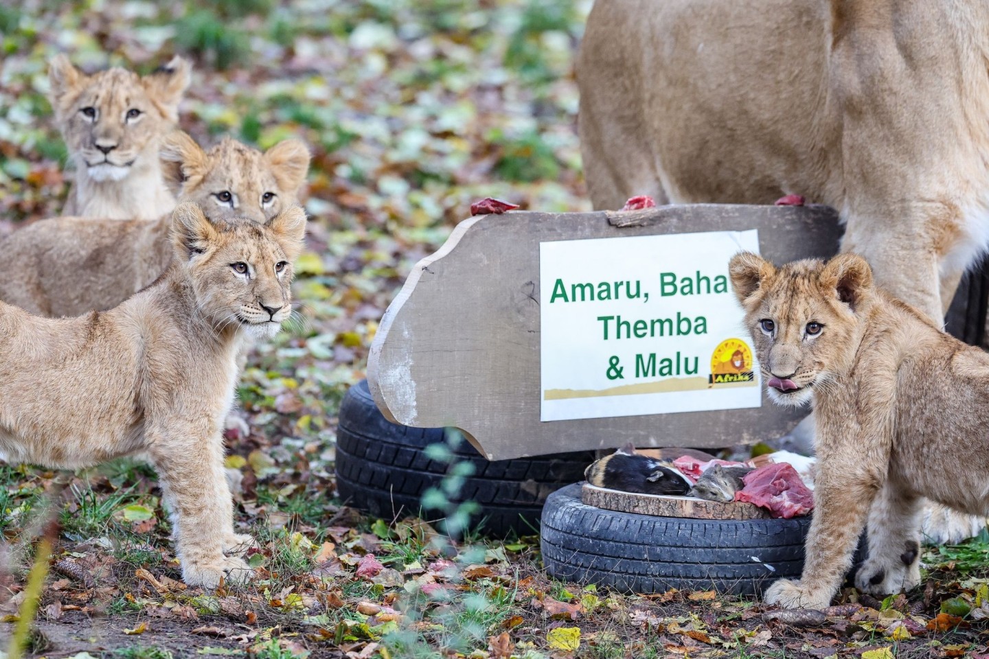 Die Löwenjungen mit ihrer Mutter Kigali in der Löwensavanne im Leipziger Zoo.