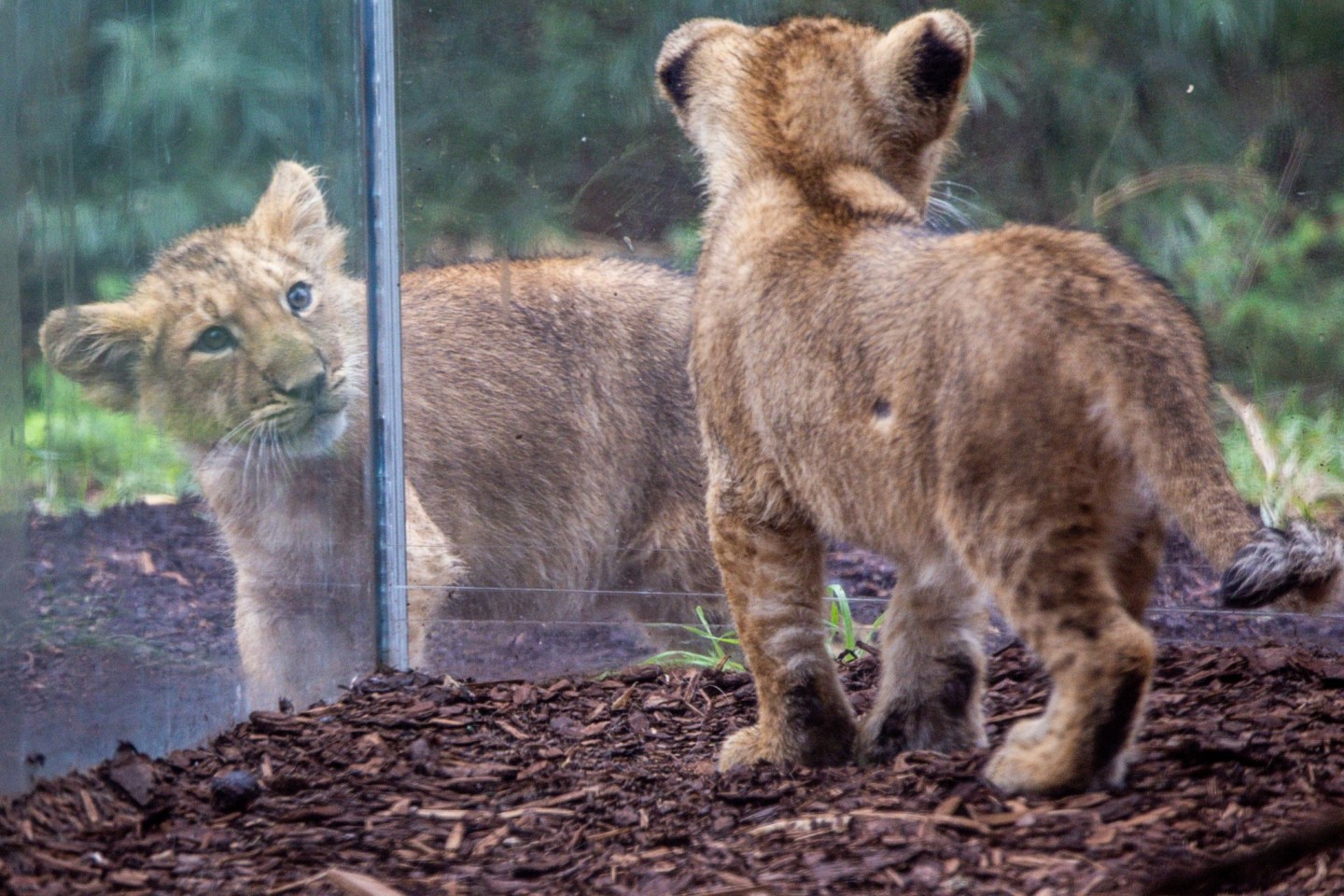 Die beiden kleinen Löwenkinder im Schweriner Zoo erkunden das Gehege.