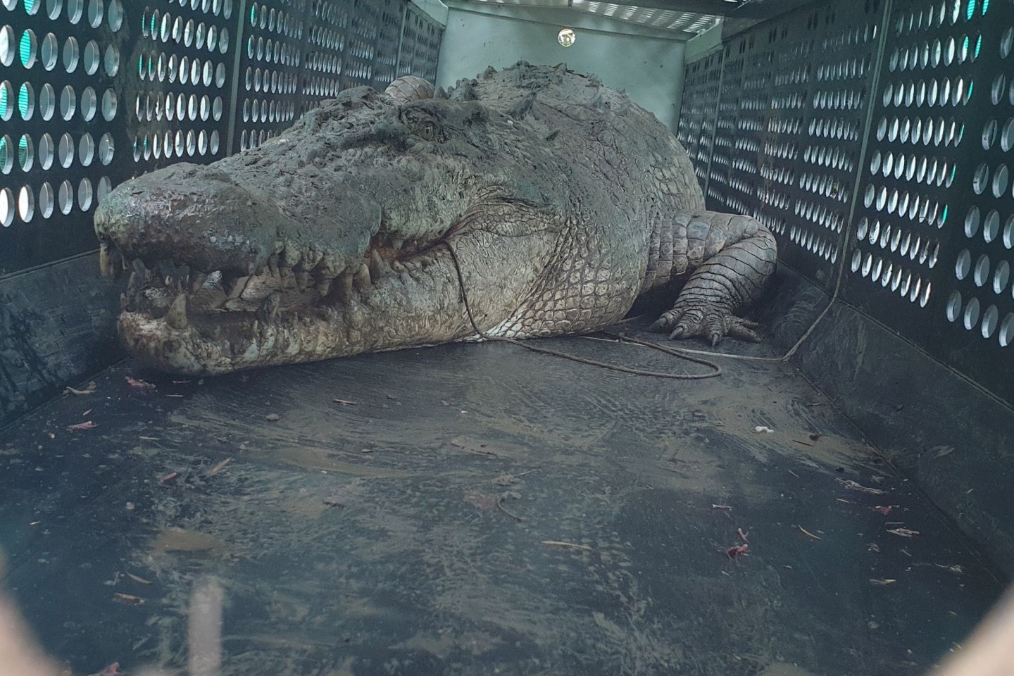 Die gefangenen Krokodile sollen in einer Krokodilfarm oder einem Zoo untergebracht werden.