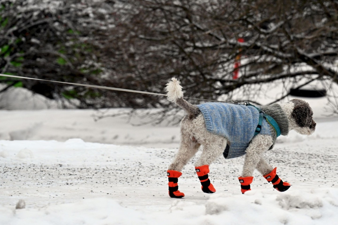 Gassigehen mit Hundemantel und Schneeschuhen bei eisigem Wetter in Helsinki.