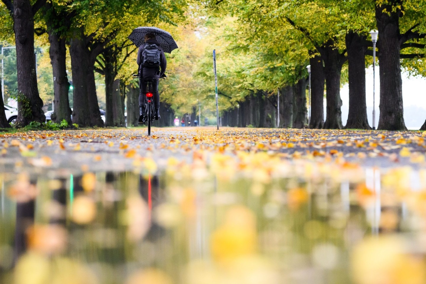 Ein Radfahrerin fährt mit einem Regenschirm durch eine herbstlich verfärbte Allee am Maschsee in Hannover.