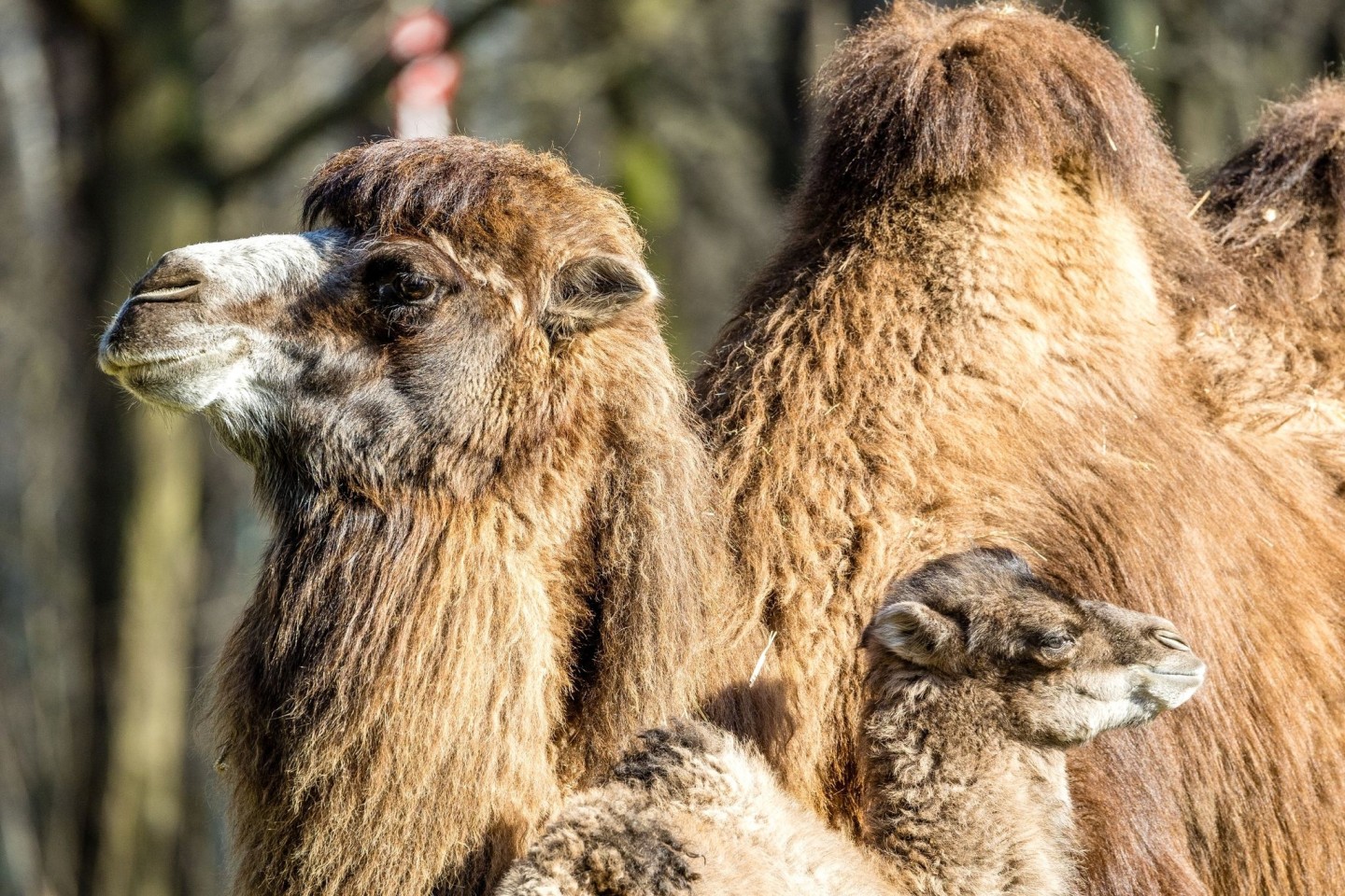 Der kleine Ringo genießt mit seiner Mutter Kashuri einen entspannten Tag steht im Cottbuser Tierpark.