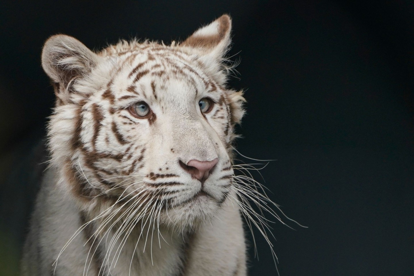 Das weiße Tigerjunge Charlota erkundet in der Auffangstation Tierart in Maßweiler sein neues Gehege.