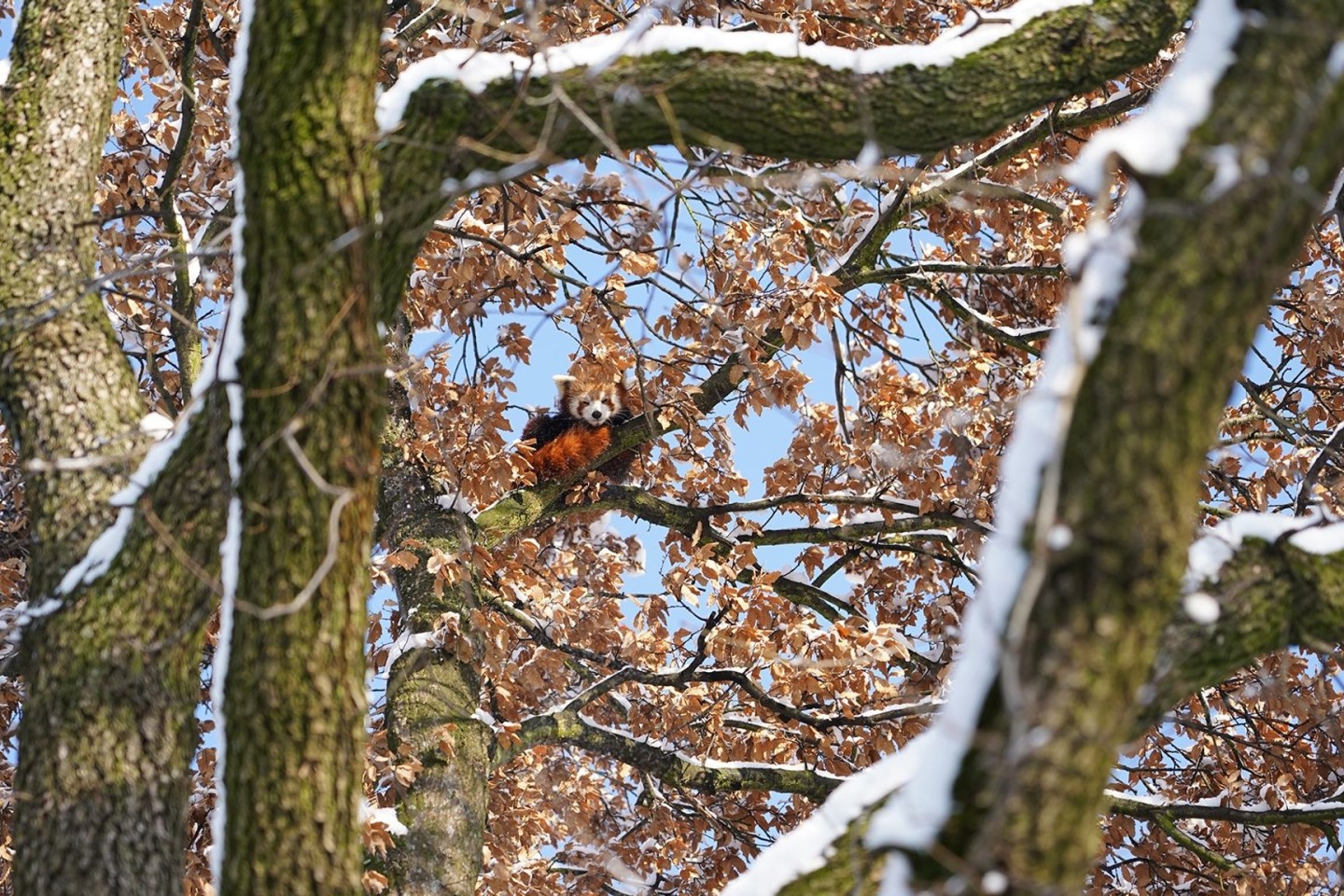 Mit Weitblick: Panda Barney sitzt hoch oben im Baum.