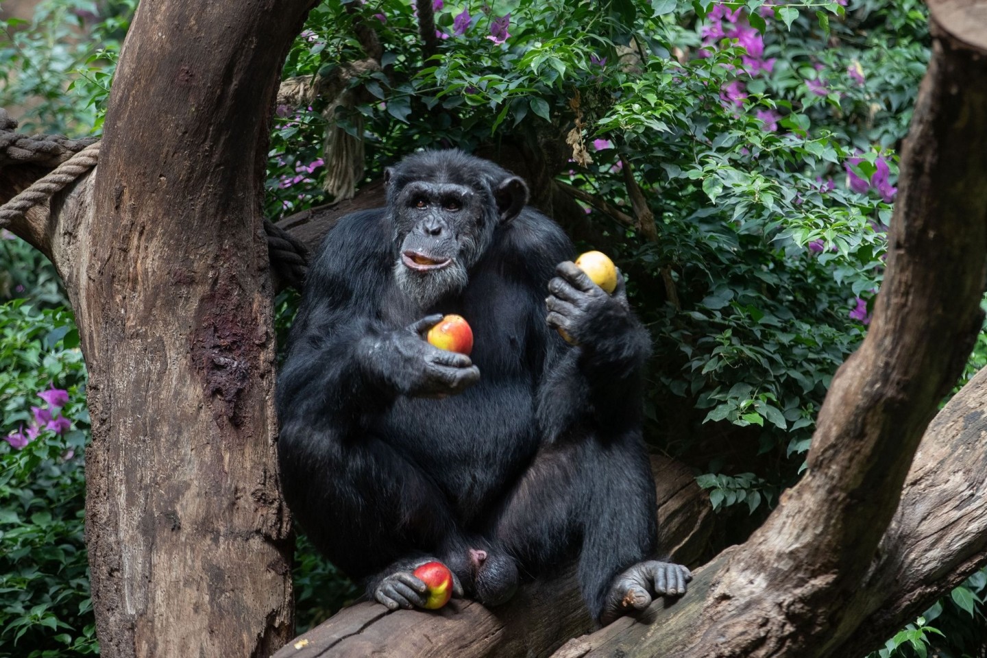 Ein Schimpanse sitzt in seinem Gehege eines Zoo und genießt frische Äpfel.