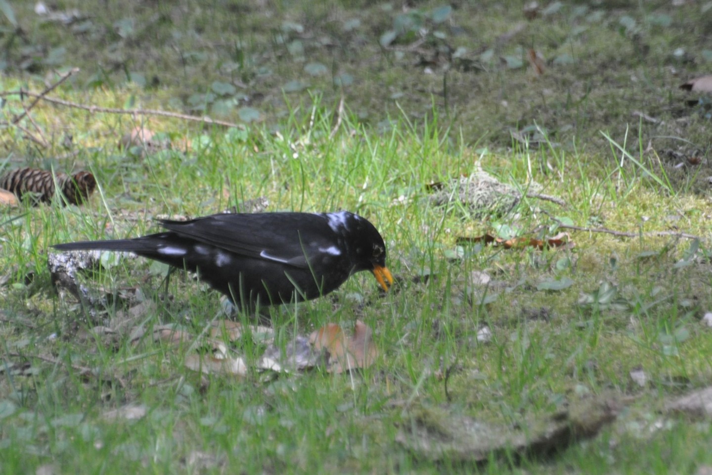 Hier ist ein sogenannter «Amsel-Weißling», eine Amsel mit weißen Flecken, zu sehen. Farbanomalien kommen weltweit und bei vielen Vogelarten vor, vor allem die schwarz gefärbten Arten fa...