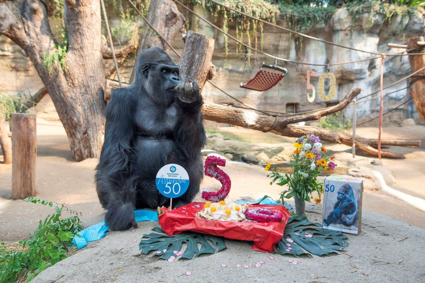 Der Gorilla Assumbo verspeist im Darwineum des Rostocker Zoos seine Geburtstagstorte.