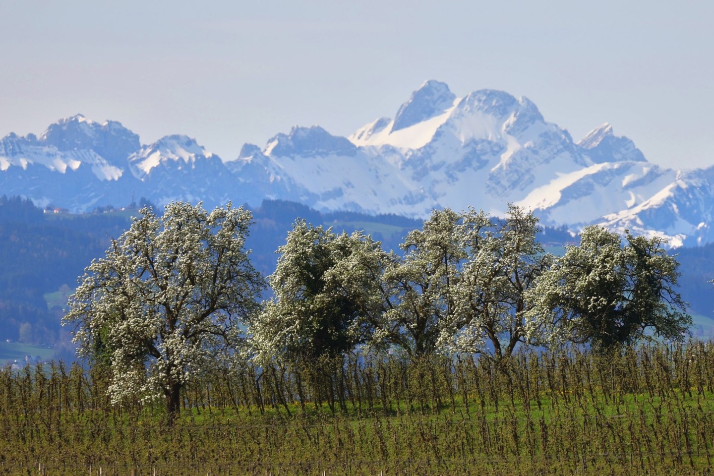 Blühende Obstbäume stehen hinter einer Plantage vor den schneebedeckten Bergen im bayrischen Lindau.