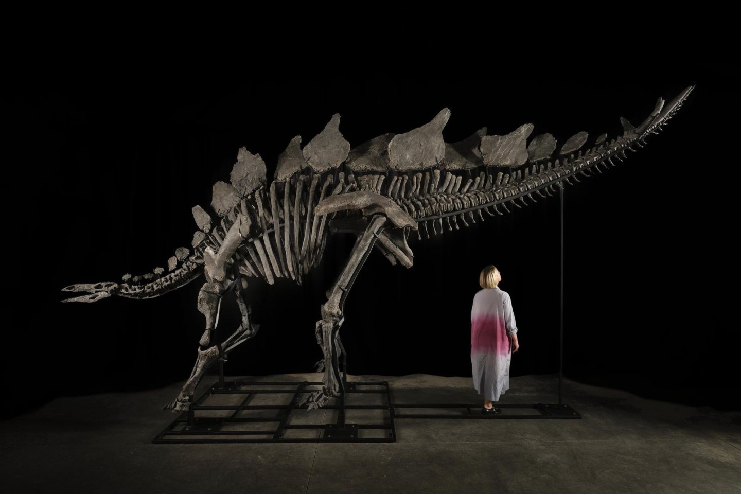 Das etwa sechs Meter lange und 3,50 Meter hohe Stegosaurus-Skelett mit dem Spitznamen «Apex».