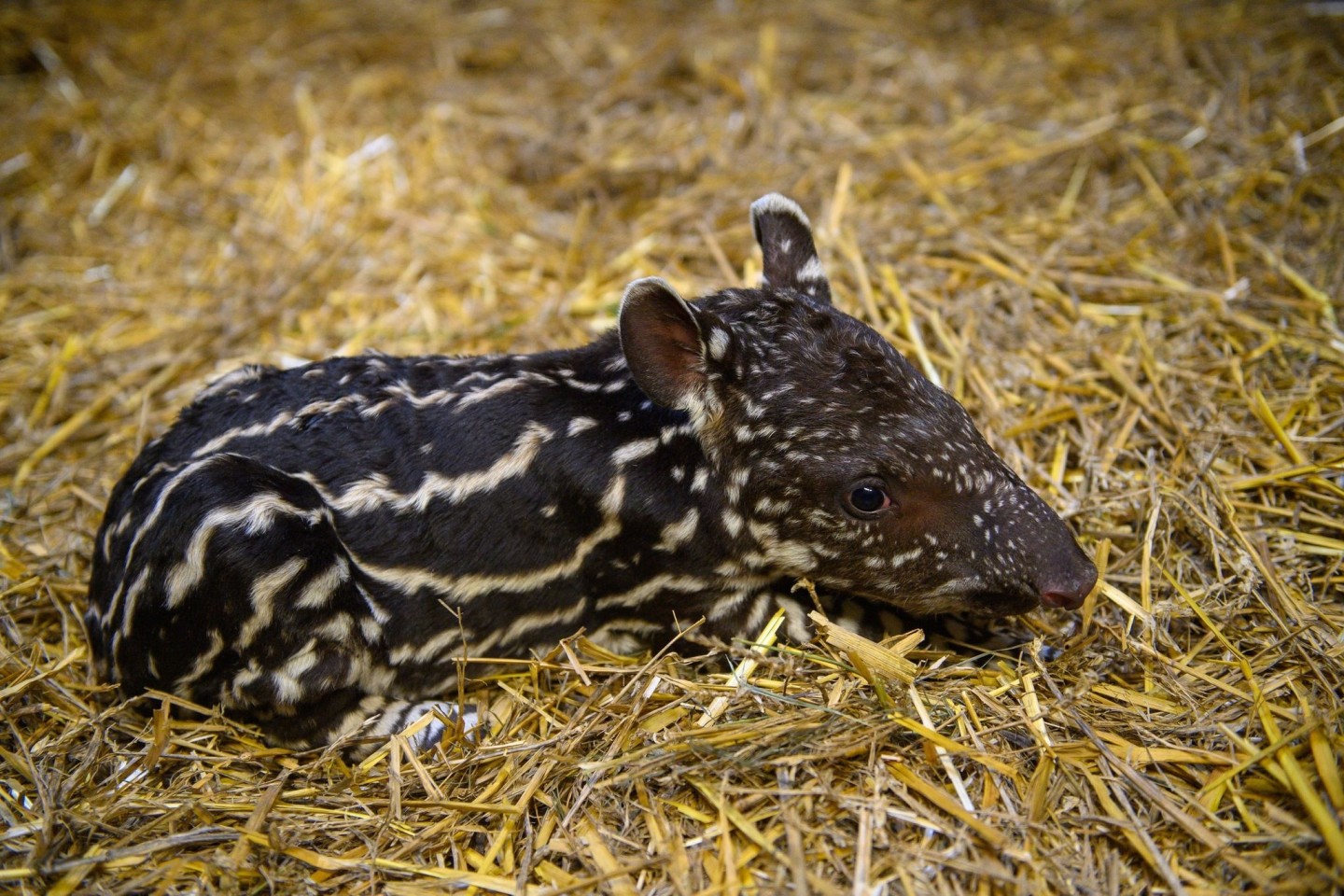 Ein nur ein Tag altes Flachlandtapir liegt im Zoo Magdeburg im Stroh. Das Tierkind war am 28. September 2023 geboren worden.