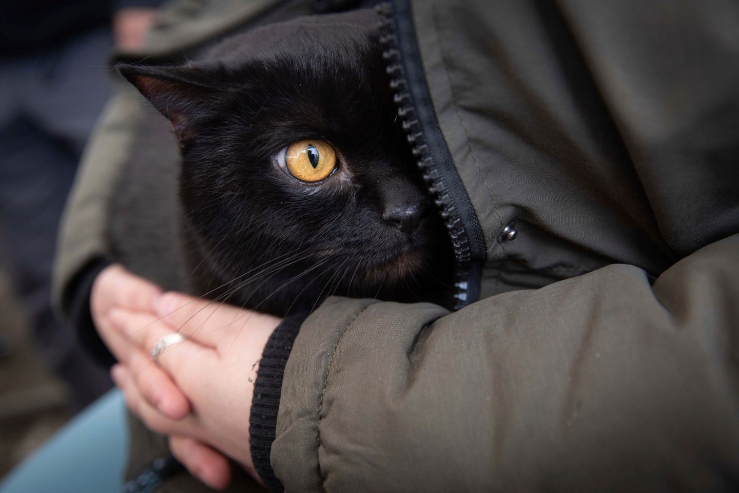 Eine Frau beschützt ihre Katze am Grenzübergang in Medyka. In Polen haben sich viele Katzen mit dem Vogelgrippe-Virus infiziert.