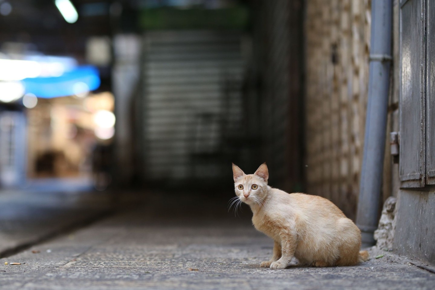 Tausende Katzen sind auf Zypern an einem Tier-Coronavirus gestorben.