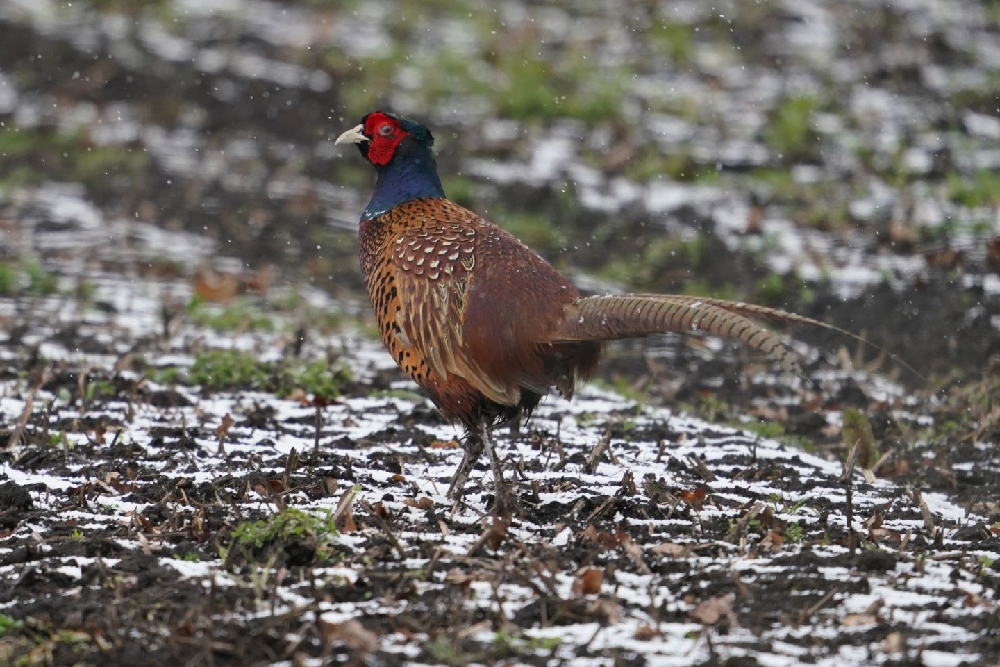 Ein Fasan läuft über einen Acker. In einer dänischen Fasanenzucht nahe der deutschen Grenze ist die Vogelgrippe nachgewiesen worden.