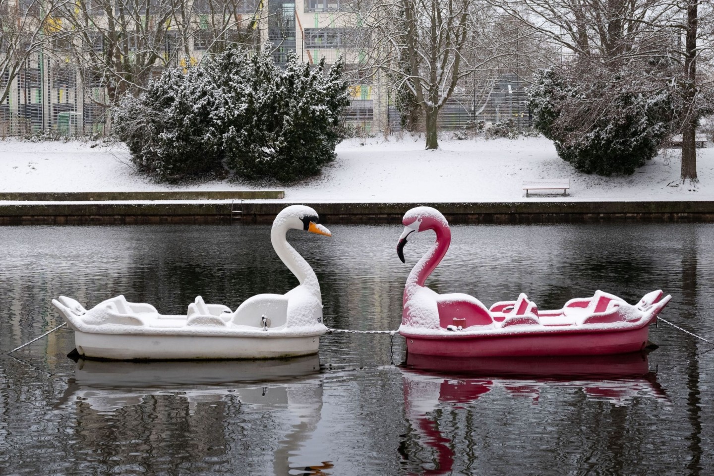 Schneebedeckt: Zwei Tretboote in Form eines Schwans und eines Flamingos auf der Havel in Potsdam.