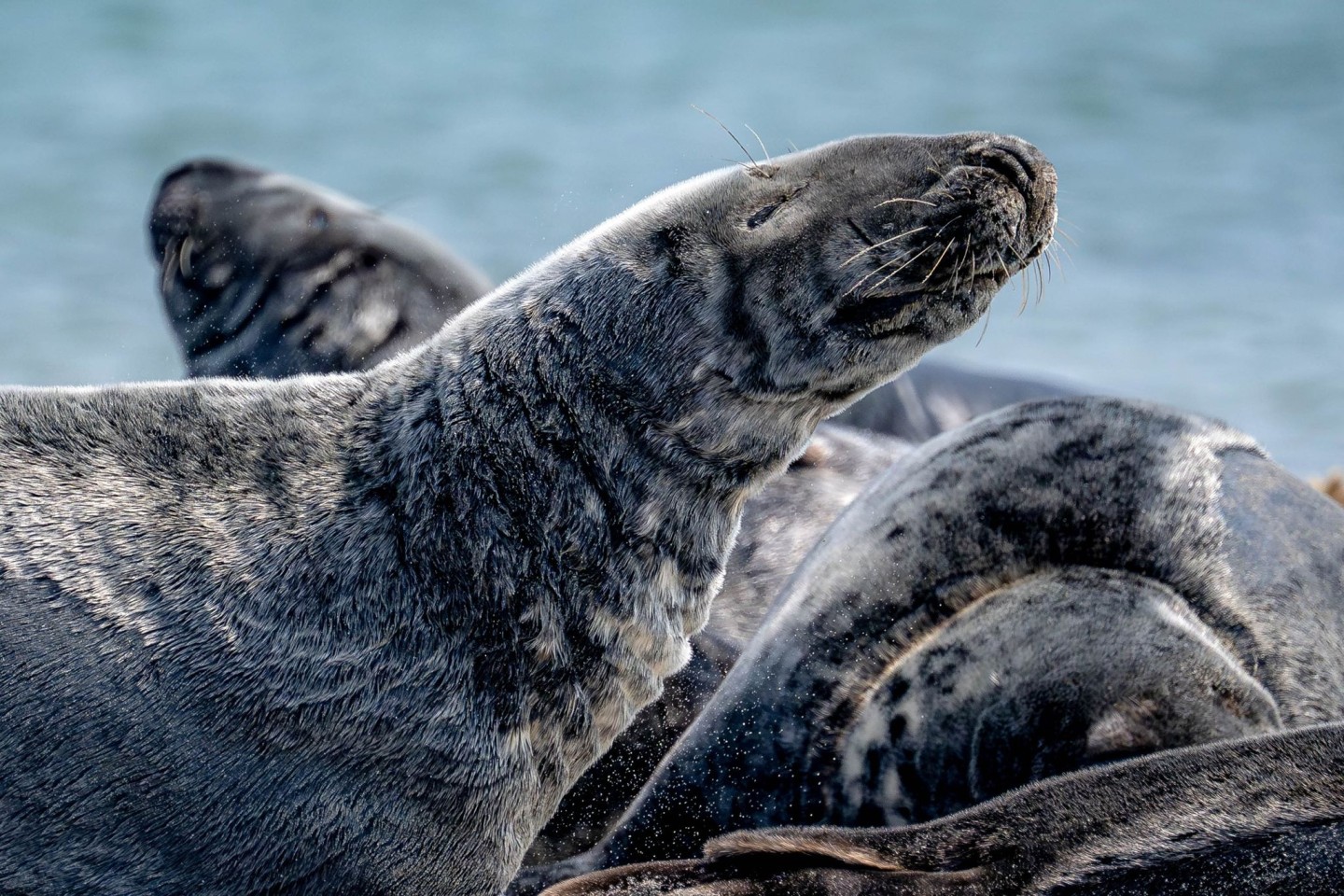 Kegelrobben liegen am Strand auf der Düne vor der Insel Helgoland.