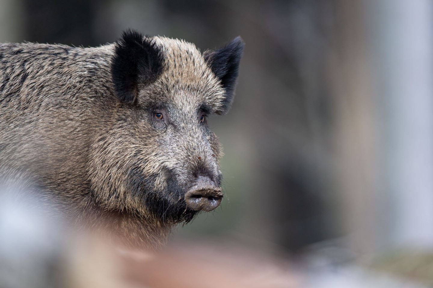 Die teils hohe radioaktive Belastung von Wildschweinen vor allem in Bayern geht einer Studie zufolge zu einem unerwartet hohen Teil auf Atomwaffenversuche zurück.